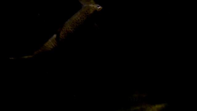 Extreme fishing: hunting for a trout with a fly at night P-3. Екстрим рыбалка: форель на муху ночью смотреть онлайн