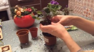 СК-Лунатик. Новая фиалка в доме