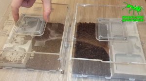 Венаторы с момента заселения до численности более 100 особей