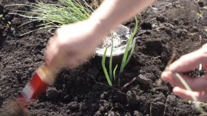 Сажаем рассаду Лука Порей в грунт ❦  2 способа посадки для отличного урожая