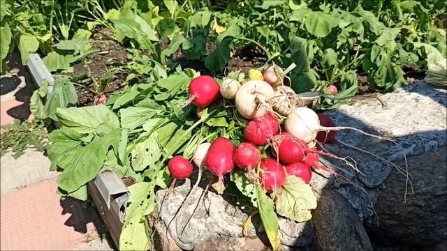 Крупный РЕДИС летом, мифы или реальность.