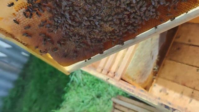 Начинаем выборочно формировать готовить пчелиные семьи✅☝️ смотреть онлайн