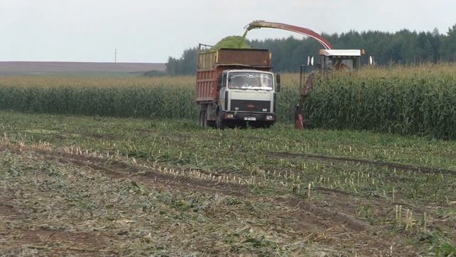 уборка кукурузы на силос в Белоусовщина смотреть онлайн