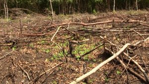 Clearcutting, Belize. Сведение леса, Белиз (1720sp)