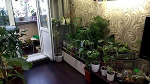 Цветы и интерьер. Большая переделка.