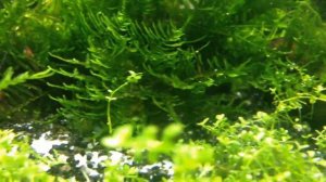 Креветочник 50л.