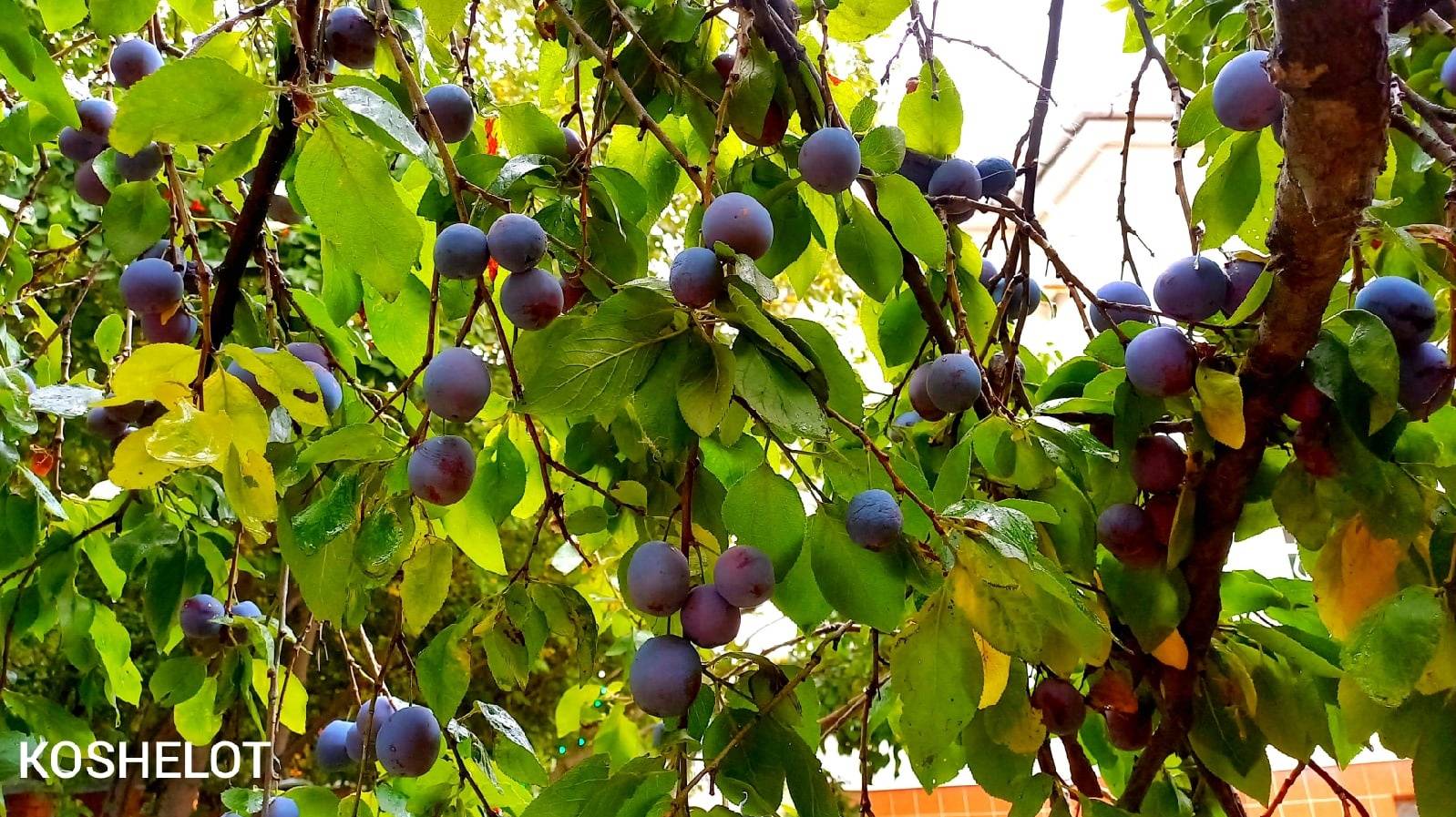 Настоящий деликатес - вкусные вяленые сливы в домашних условиях! Заготовка на зиму