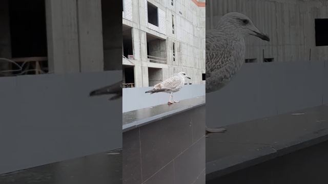 Красивые птицы. Пестрая чайка позирует на камеру. Крупная птица не пугливая и контактная
