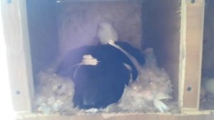 Сколько яиц Может Снести утка перед Насиживанием. Индоутка. Сколько Длится инкубационный период.