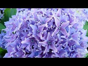 Пересадка черенков Крупнолистной Гортензии.