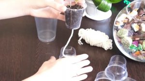 Фитильный полив для Фуксий. Как сделать?