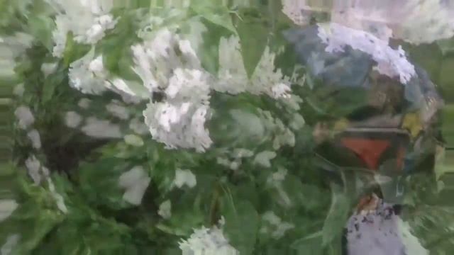 ДЕРЕВНЯ В СИРЕНИ май 2018 СИРЕНЕВЫЙ РАЙ смотреть онлайн