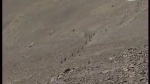 Short film about TUR hunt in Azerbaijan - охота на Тура в Азербайджане