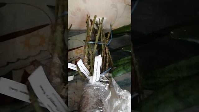 Посылка из "Розы вдохновения" 2022 год. Отзыв.1 часть. смотреть онлайн