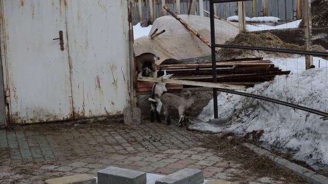 Прогулка. Козлята, дети.