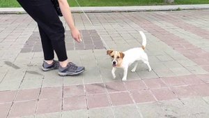 Собака забияка.