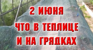 2 июня. Что у меня в теплице и на грядках