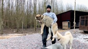 Гигантский волчонок , 7 месяцев. Парк северных волков. Giant wolf cub, 7 months old.