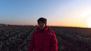 Первые осенние сборы капусты цветной и капусты брокколи в открытом грунте