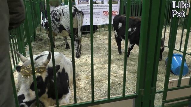 Якутская корова. Особенности породы, уход смотреть онлайн