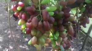 Виноград Байконур в подмосковной теплице на 23 августа 2020г