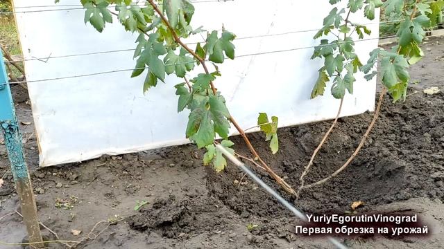 ? Просто! Обрезаем ДВУХЛЕТНИЙ куст винограда на УРОЖАЙ. Выбираем ДЛИНУ рукава и плодовой стрелки.