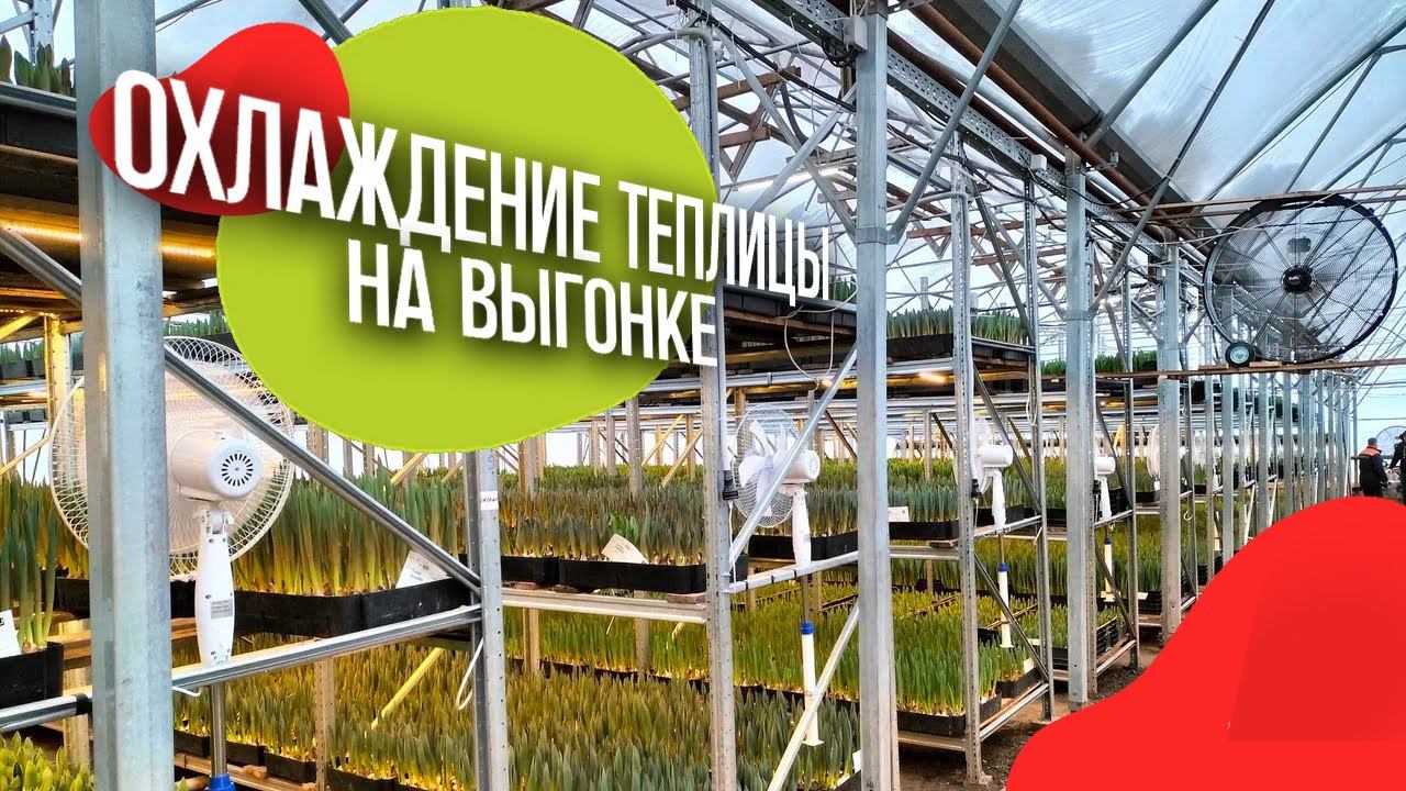 Как снижать температуру в теплице на выгонке? #выгонкатюльпанов #веревкинхутор