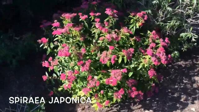 Spiraea japonica. Garden Center online Costa Brava - Girona. смотреть онлайн