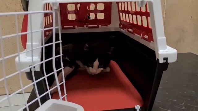 Котёнок Олли, вернувшийся с того света, имевший множественные переломы радуется жизни.