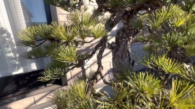 Японская белая сосна. Бонсай. Япония. смотреть онлайн