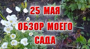 25 мая. Обзор моего сада, подкормка растений