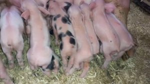 ‼️‼️## Производительность зернодробилки Кубанец 500з в час ## ‼️‼️