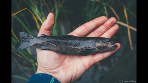 Trout fishing in Karelia. Autumn. Black water - black trout! Day Three.