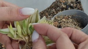 Хавортия сбросила корни. Что я делаю в такой ситуации