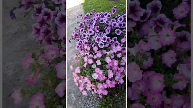 петуния сортосерии Опера (Pink Morn + Purple Vein) смотреть онлайн