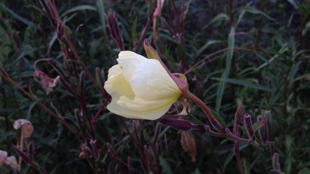 The amazing SOUND of an Evening Primrose flower popping open... смотреть онлайн