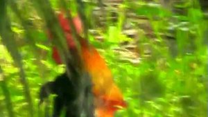 Дикие куры. Gallis gallis.wmv
