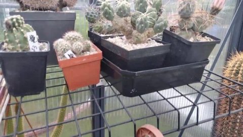 Редкие кактусы.Цветение ребуций.Эхинопсисы.Эпифиллумы -огромные цветы.Kakteen..