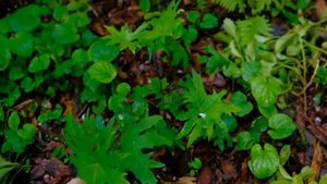 Мукдения, лигулярии, роджерсии