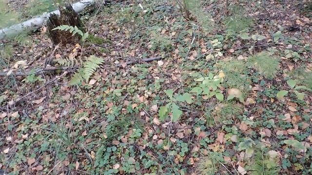 Грибной рай и бобровое царство))) смотреть онлайн