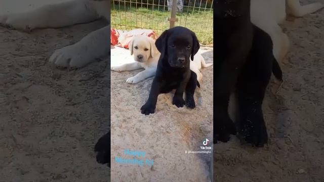 Hodowla Happy Morning FCI   Zabawy naszych małych labradorkòw