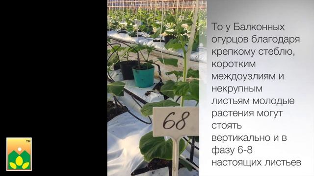 Рассада БАЛКОННЫХ огурцов селекции Агрофирмы Манул! смотреть онлайн