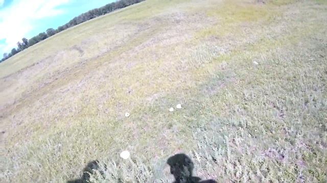 Сбор грибов 2021, дождевики, шампиньоны , опята. это не рыбалка! смотреть онлайн