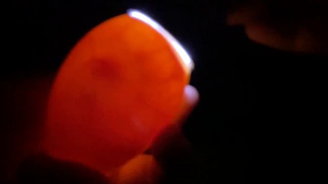 Инкубация гусиного яйца. Овоскопирование на 10 день. Совместная инкубация гусиного и куриного яйца.