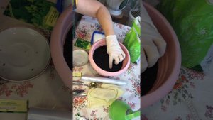 ДАЧА НА СЕВЕРЕ/ Сеем Хмель на рассаду