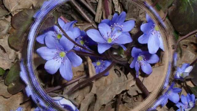 Печёночница обыкновенная
