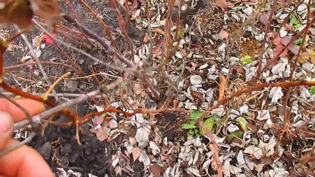 КАК ОТЛИЧИТЬ ЛЕТНЮЮ МАЛИНУ ОТ ОСЕННЕЙ. смотреть онлайн