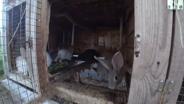 Дал капусту Нету 2 кролика смотреть онлайн