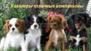 3 Факта о кавалер кинг чарльз спаниель