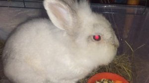 Декоративный кролик в домашних условиях.  ЧАСТЬ 2